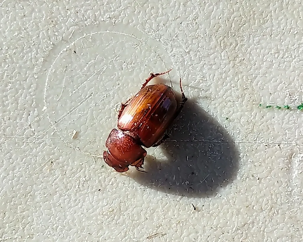 Cryptoscatomaseter iowensis - photo 2