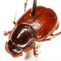 Cryptoscatomaseter oklahomensis - Cryptoscatomaseter oklahomensis
