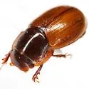Cryptoscatomaseter salsburyi - photo 2