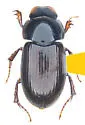 Cryptoscatomaseter talpoidesi
