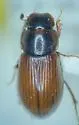 Cryptoscatomaseter utopensis - Cryptoscatomaseter utopensis