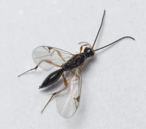 Cryptoserphus dilatus