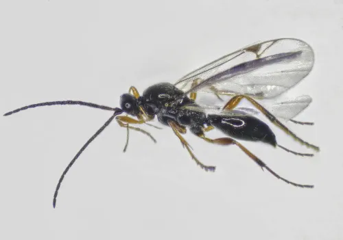 Cryptoserphus dilatus - photo 2