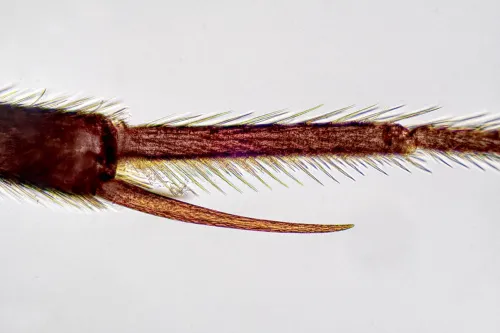 Cryptoserphus dilatus - photo 3