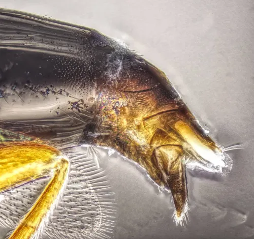 Cryptoserphus dilatus - photo 4