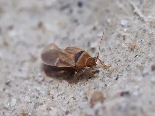 Cryptostemma alienum