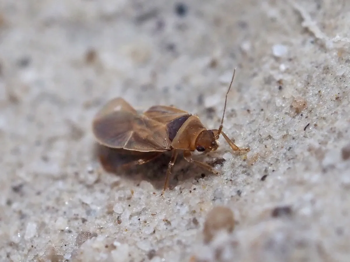 Cryptostemma alienum - photo 2