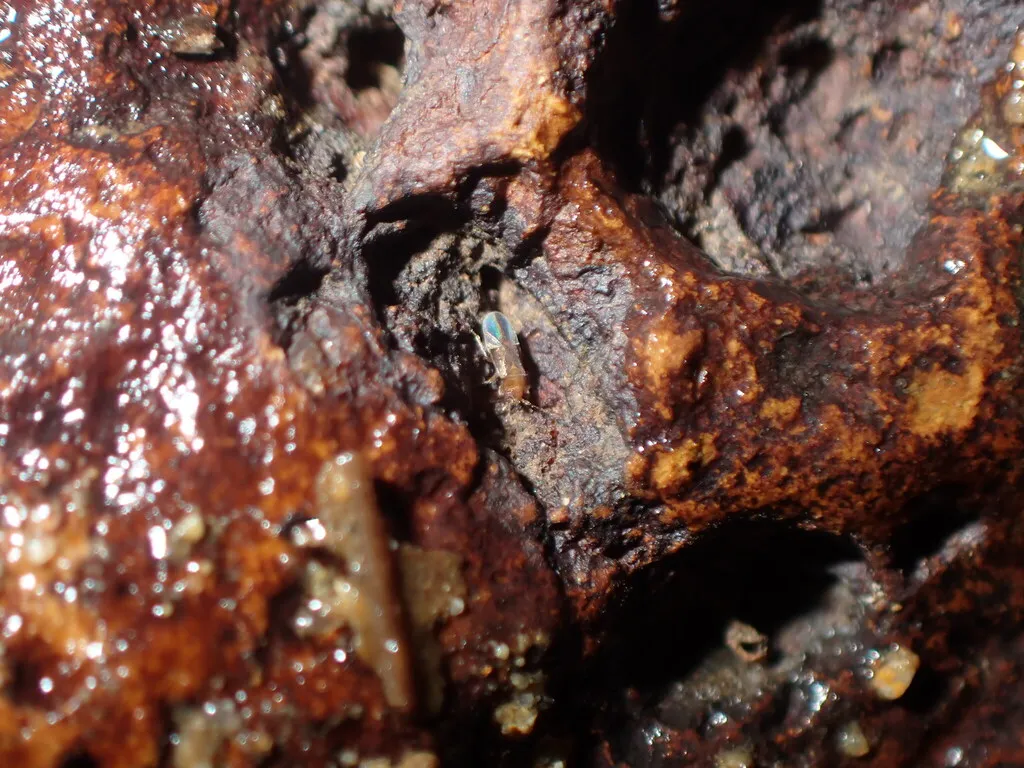 Cryptostemma pavelstysi - photo 2
