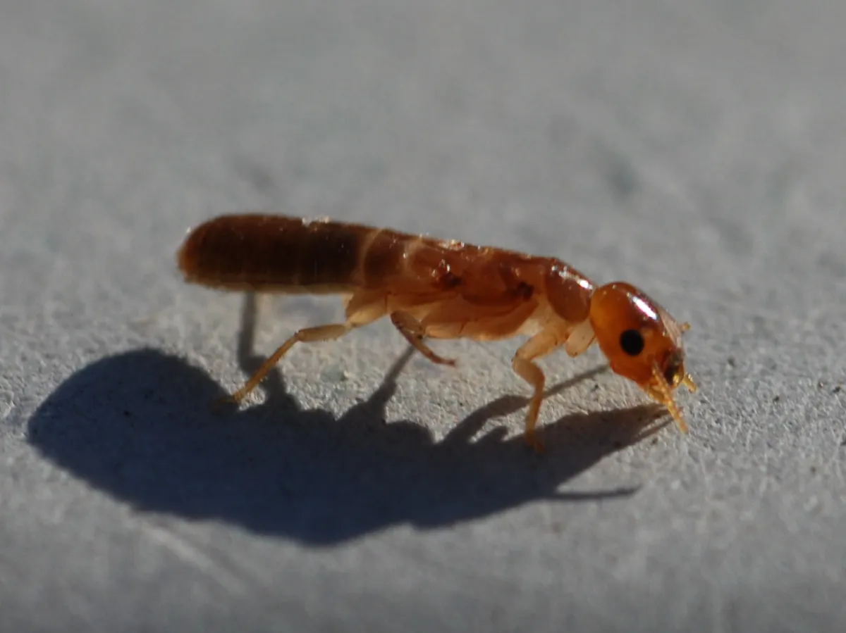West Indian Drywood Termite