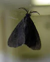 Nigrita Bagworm Moth - Hodges#0441