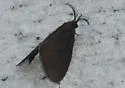 Nigrita Bagworm Moth - Hodges#0441 - photo 2