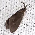 Nigrita Bagworm Moth - Hodges#0441 - photo 3