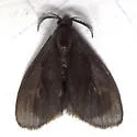 Nigrita Bagworm Moth - Hodges#0441 - photo 4