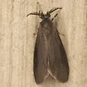 Nigrita Bagworm Moth - Hodges#0441 - photo 5