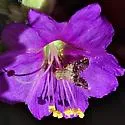 Cryptotreta cislimitensis - Cryptotreta cislimitensis
