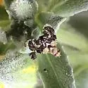 Cryptotreta cislimitensis - photo 2