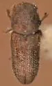 Crypturgus alutaceus
