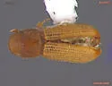 Crypturgus borealis