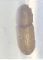Crypturgus borealis - photo 3