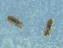 Crypturgus pusillus - photo 2