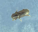 Crypturgus pusillus - photo 3