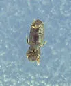 Crypturgus pusillus - photo 4