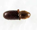 Crypturgus pusillus - photo 5