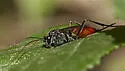 Cryptus albitarsis - photo 2