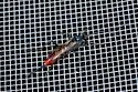 Cryptus albitarsis - photo 3