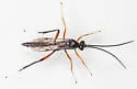 Cryptus moschator