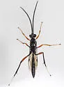 Cryptus moschator - photo 3