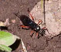 Cryptus rufovinctus - photo 5