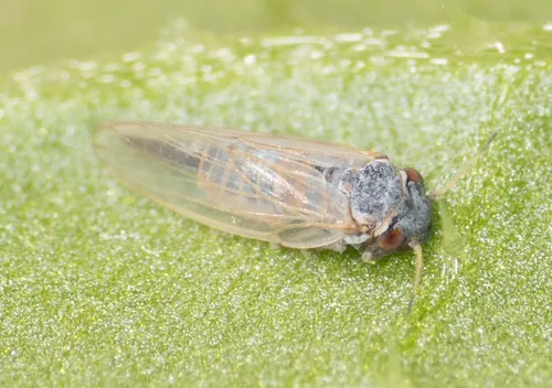 Blue Gum Psyllid - photo 3