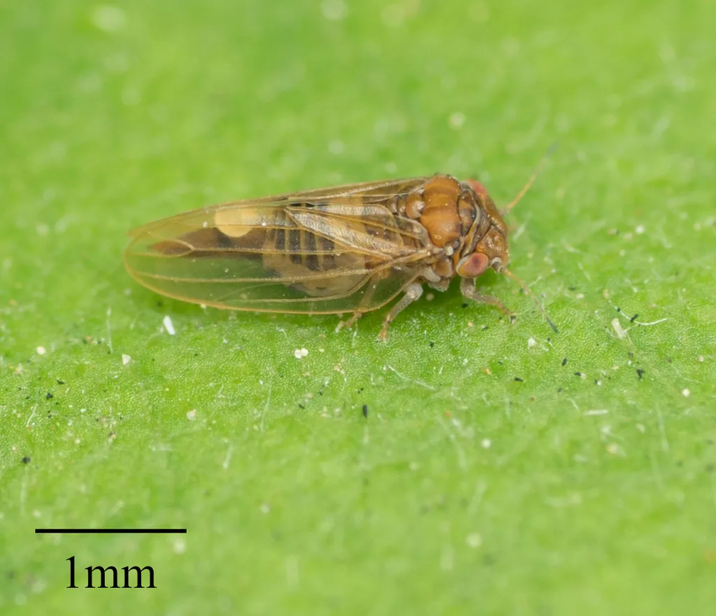 Tristania Psyllid - photo 2