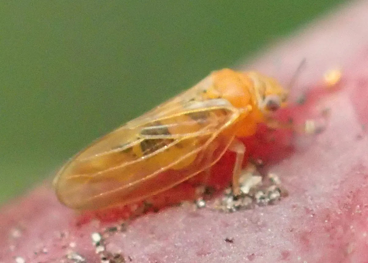 Rose Gum Psyllid