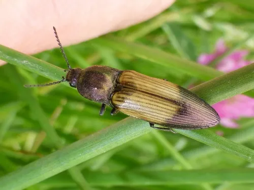 Ctenicera cuprea