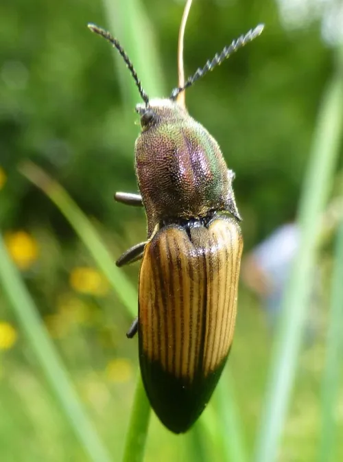 Ctenicera cuprea - photo 2