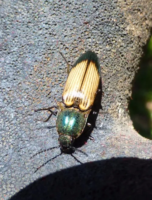 Ctenicera cuprea - photo 3