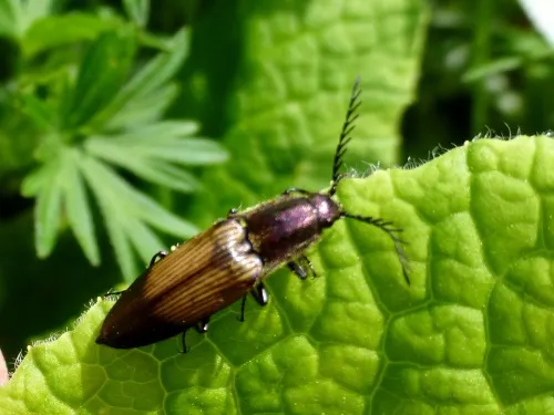 Ctenicera cuprea - photo 4