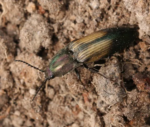Ctenicera cuprea - photo 5