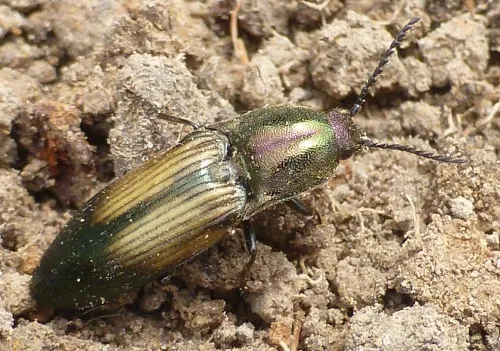 Ctenicera cuprea - photo 6