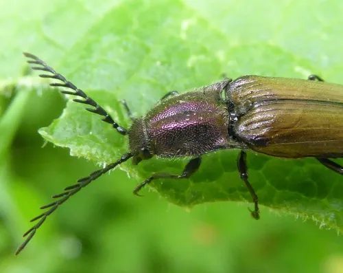 Ctenicera cuprea - photo 7