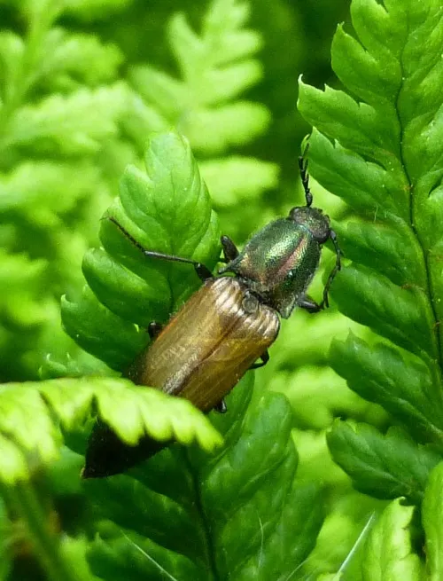 Ctenicera cuprea - photo 8