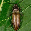 Ctenicera kendalli - photo 3