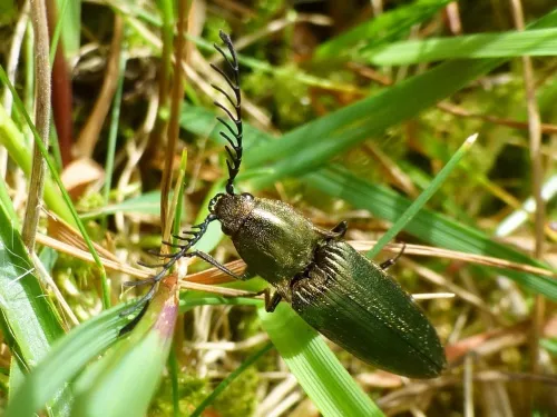 Ctenicera pectinicornis