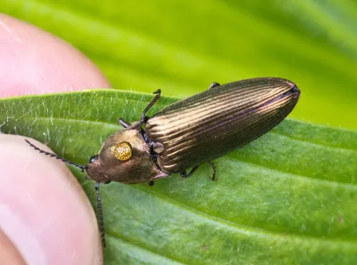 Ctenicera pectinicornis - photo 2