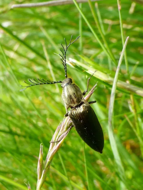 Ctenicera pectinicornis - photo 3