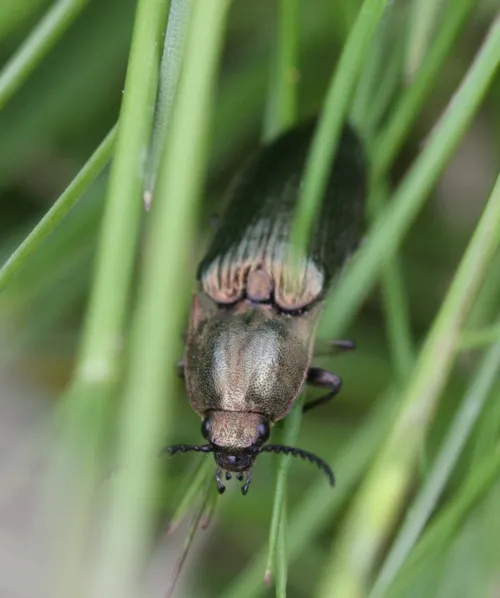 Ctenicera pectinicornis - photo 4