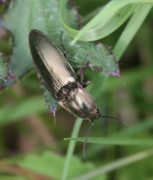 Ctenicera pectinicornis - photo 5