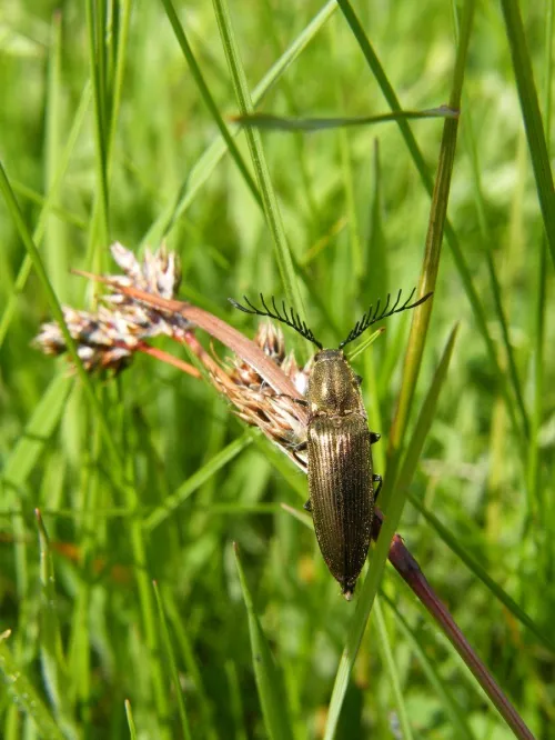 Ctenicera pectinicornis - photo 6